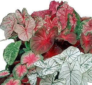 caladium caladium flower seeds