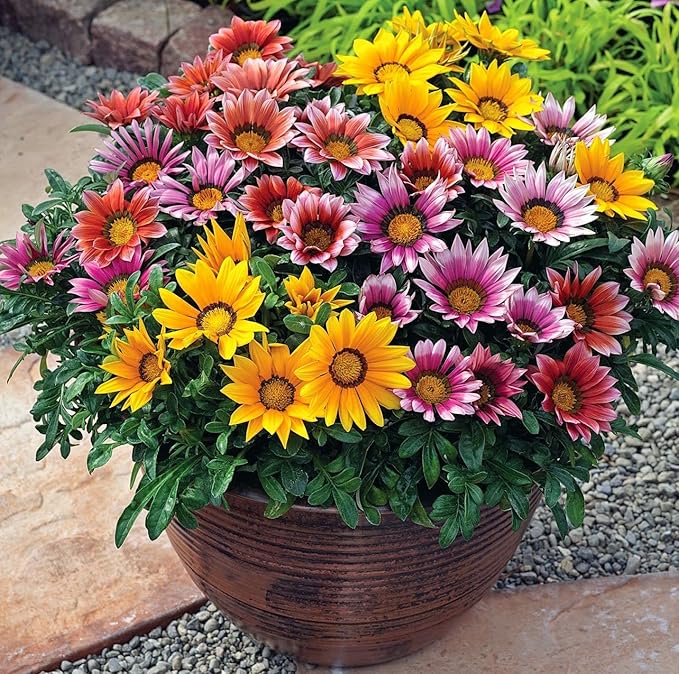 african gazania flower seeds