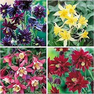 aquilegia columbine flower seeds