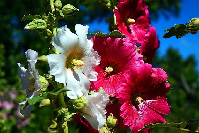 mixed hollyhock flower seeds