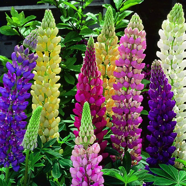 Mixed Lupine Flower Seeds – Heirloom, Non-GMO, High Germination Seeds