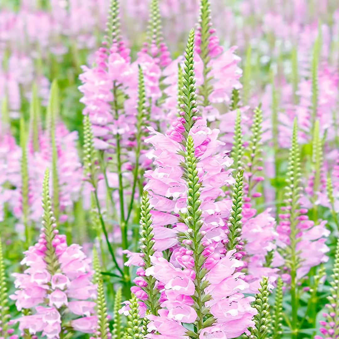 showy obedient flower seeds
