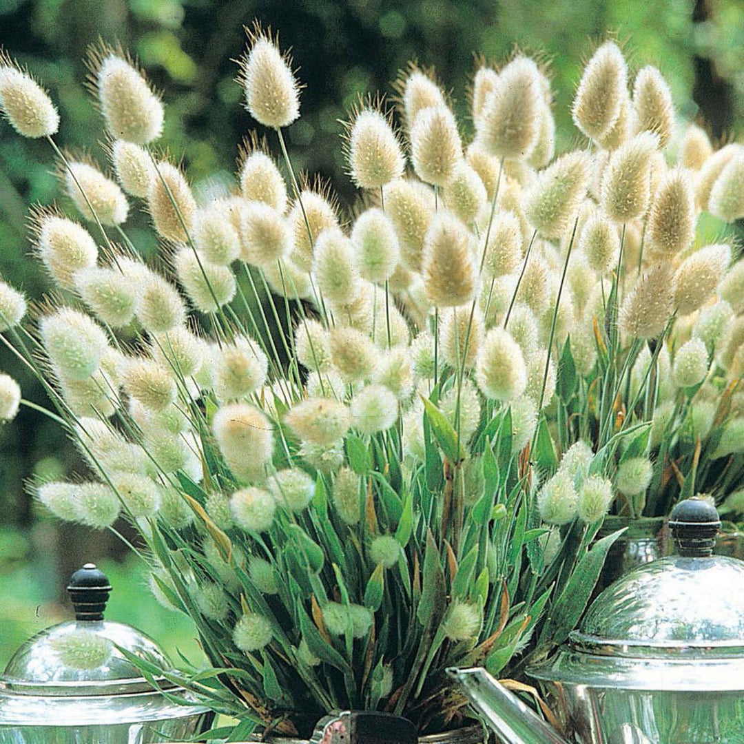 rabbit tail flower seeds