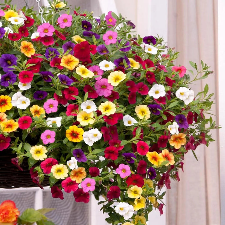 Perennial Calibrachoa Flower Seeds – Heirloom, Non-GMO, High Germination Seeds