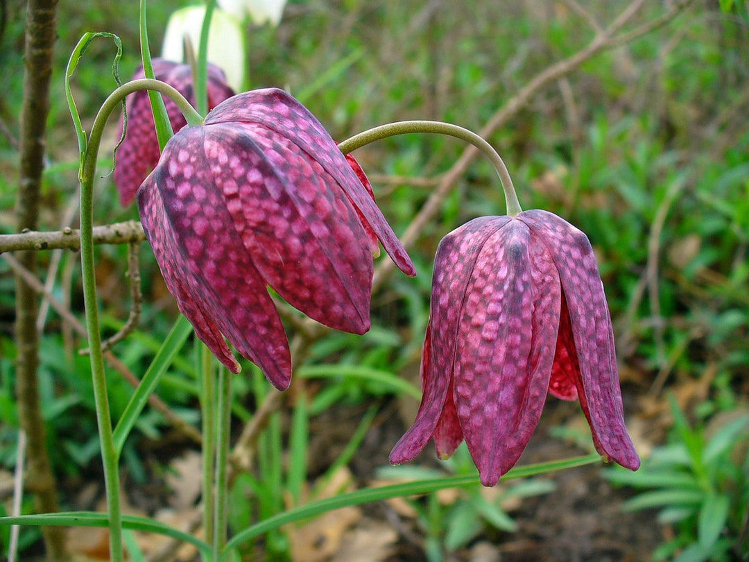 fritillaria camschatcensis flower seeds