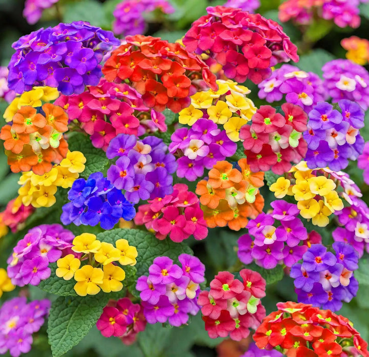 Mixed Lantana Flower Seeds – Heirloom, Non-GMO, High Germination Seeds