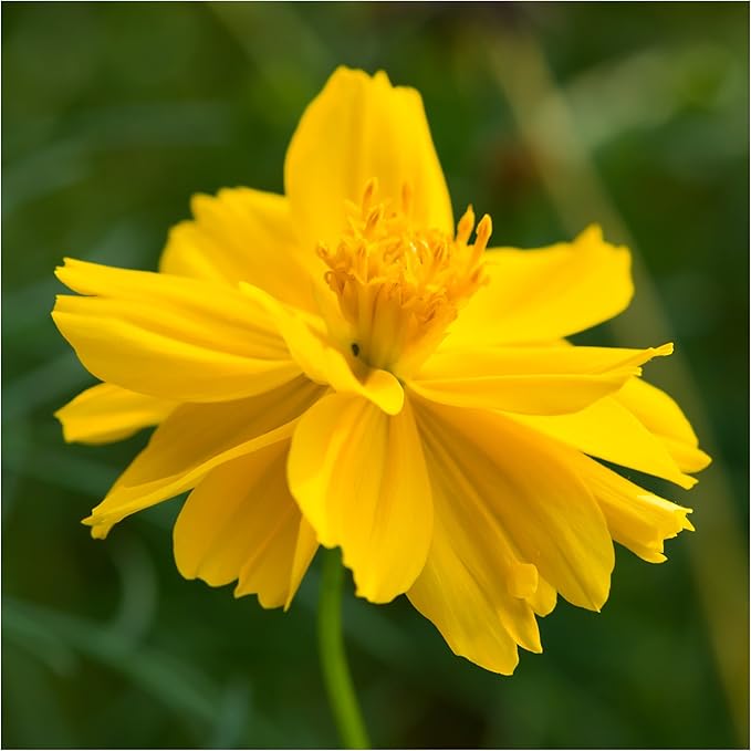 yellow cosmos flower seeds