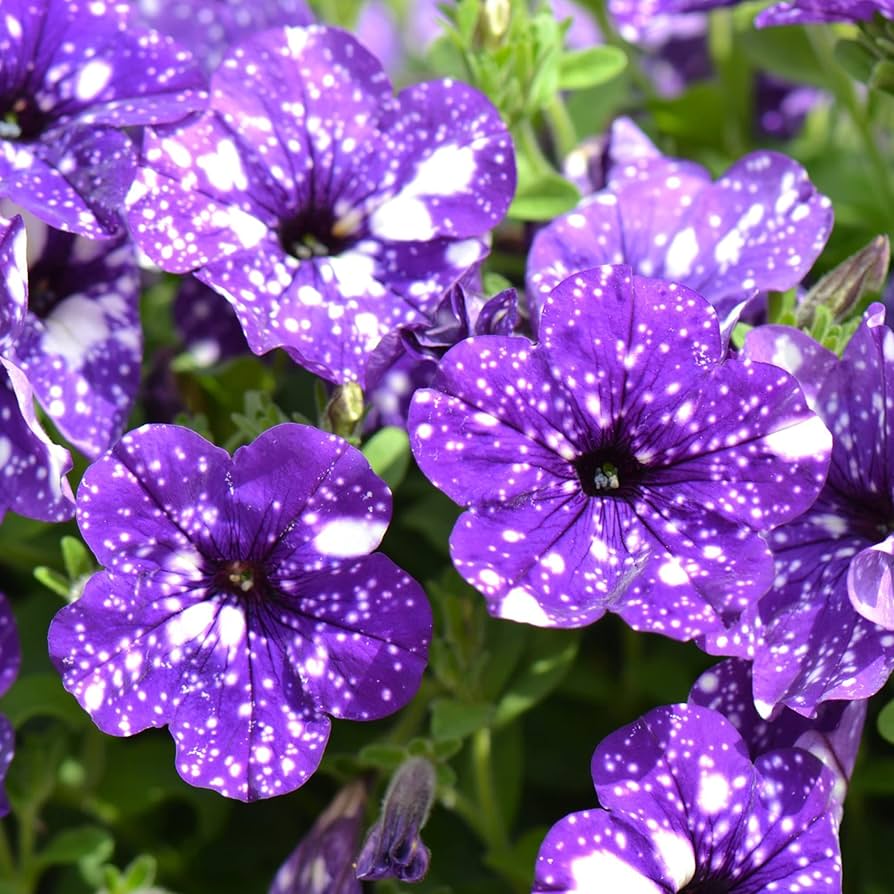 rare petunia flower seeds
