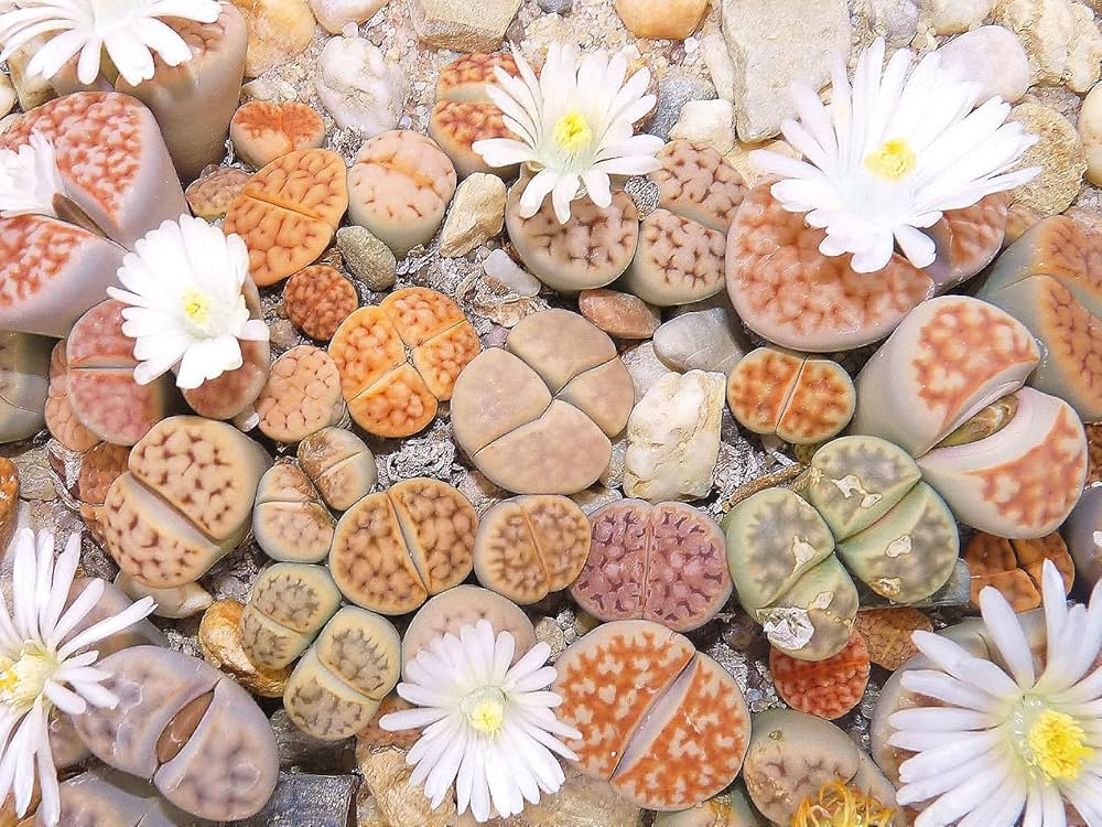 blue lithops flower seeds