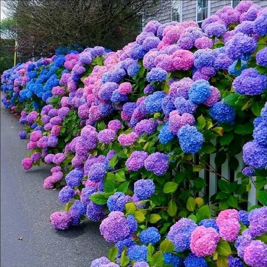 hydrangea hydrangea flower seeds
