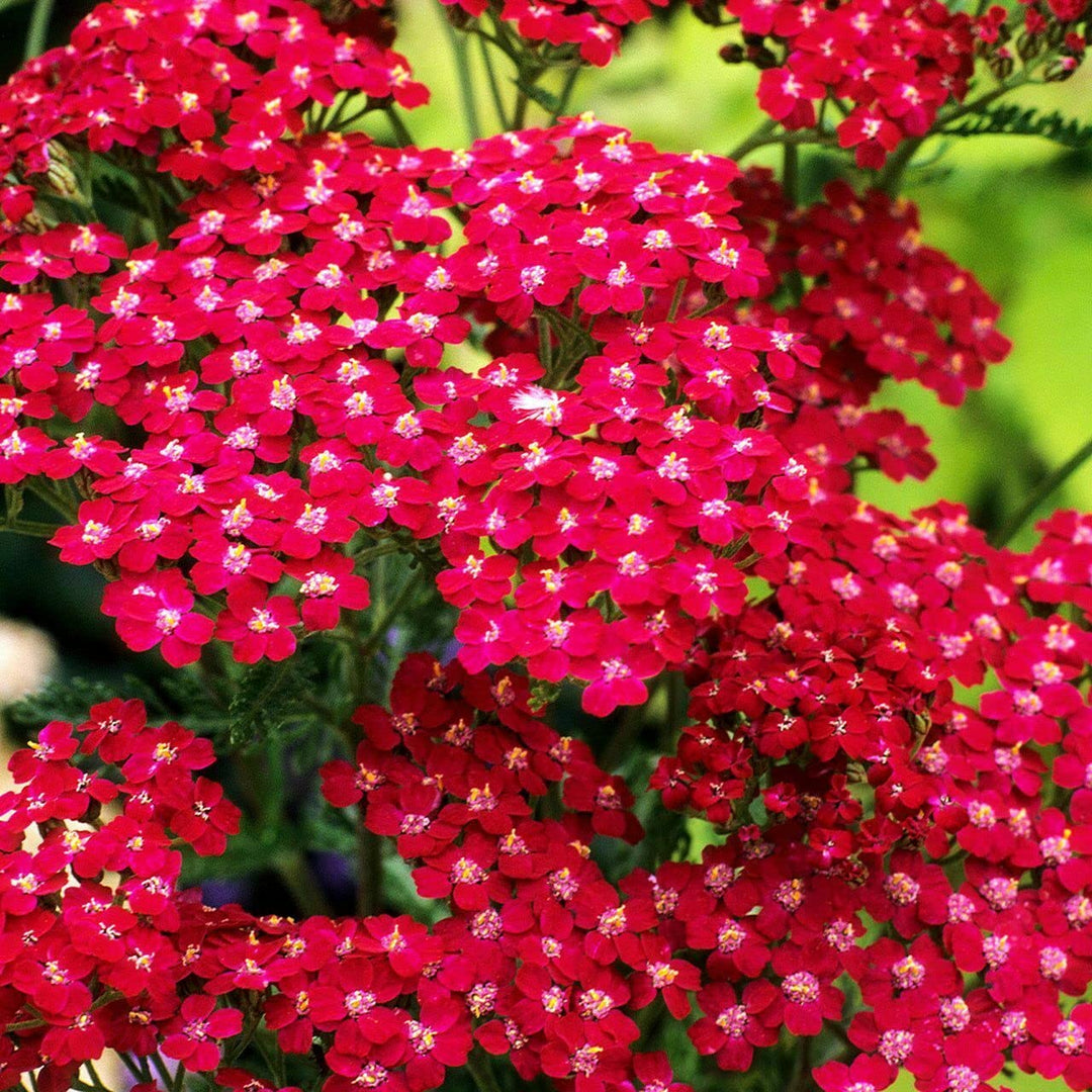 red heirloom flower seeds