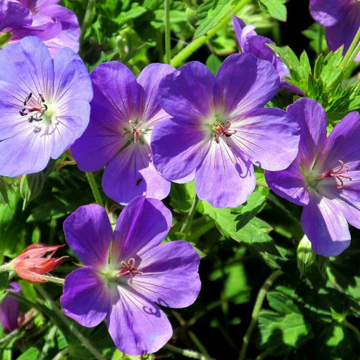 Rozanne Geranium Flower Seeds for Planting – Heirloom Non-GMO Hardy Geranium Seeds for Garden &amp; Pots
