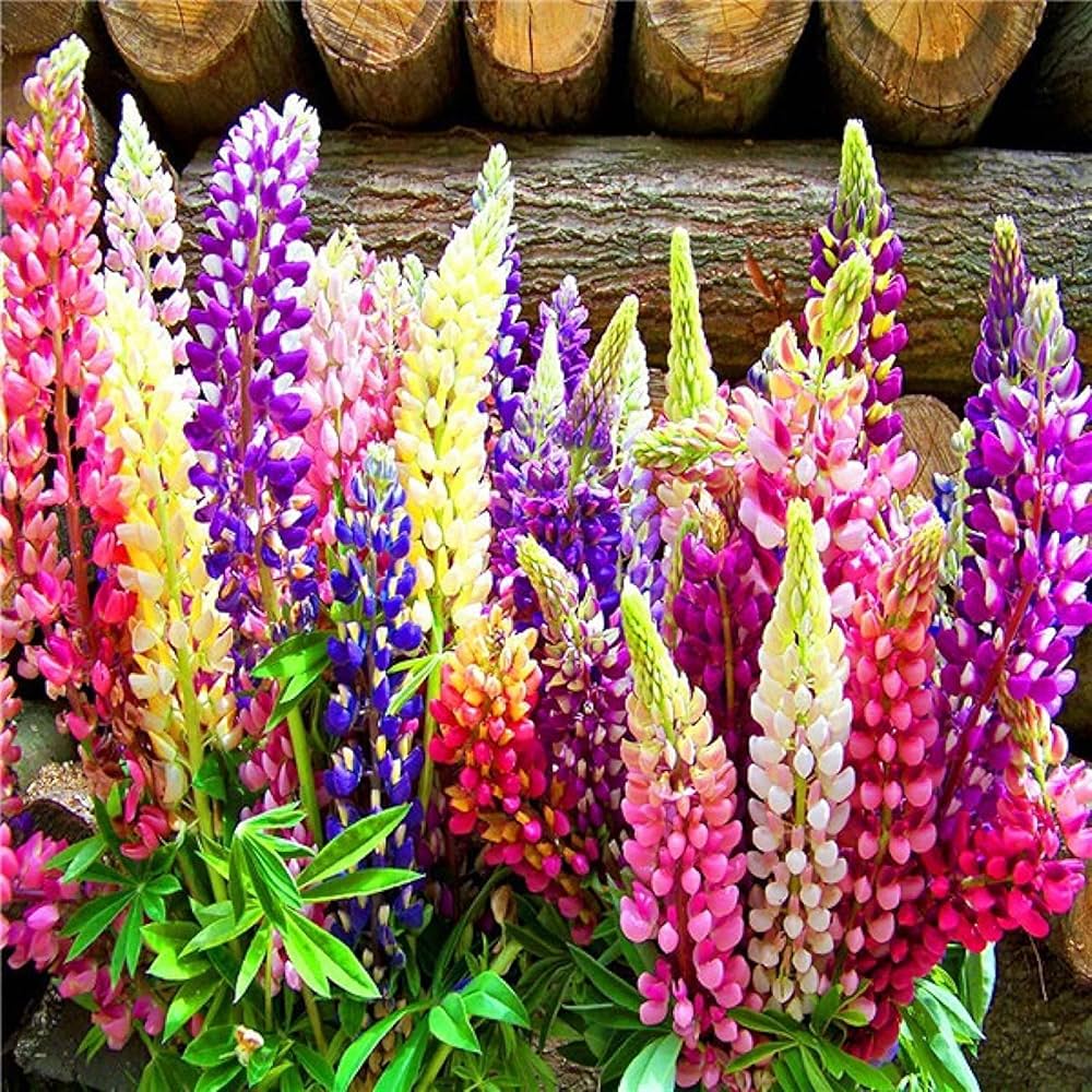 velvet lupine flower seeds