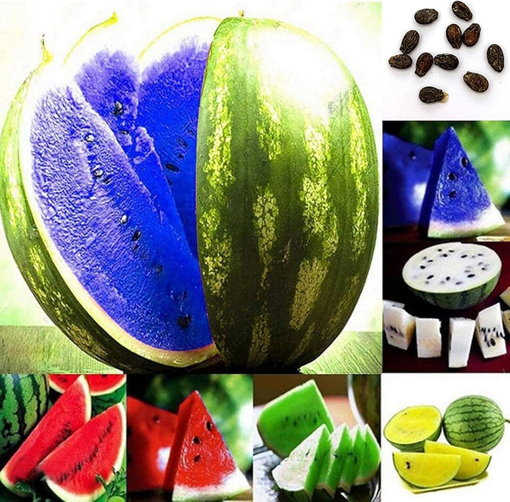 Gemischte Wassermelonenkerne, samenecht, gentechnikfrei, hohe Keimfähigkeit, Bio-Gartensamen zum Pflanzen