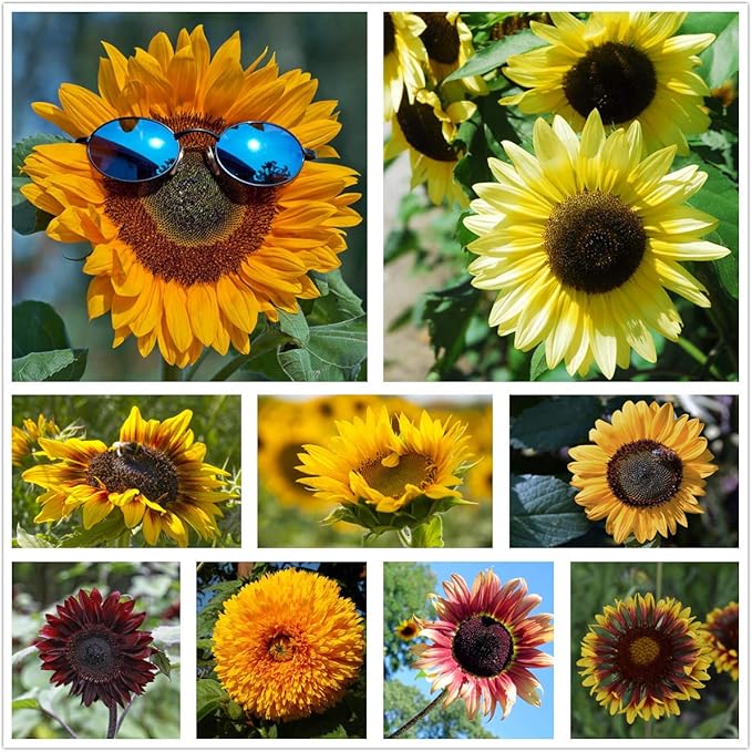 sunflower mix flower seeds