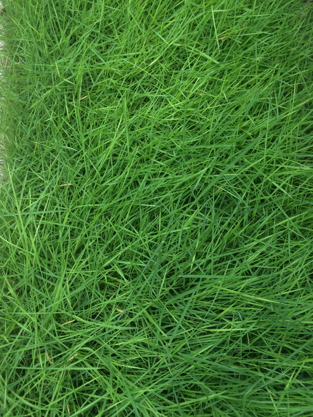 turfgrass lawn flower seeds