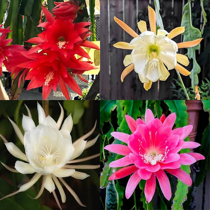 Mixed Epiphyllum Oxypetalum Flower Seeds – Heirloom, Non-GMO, High Germination Seeds