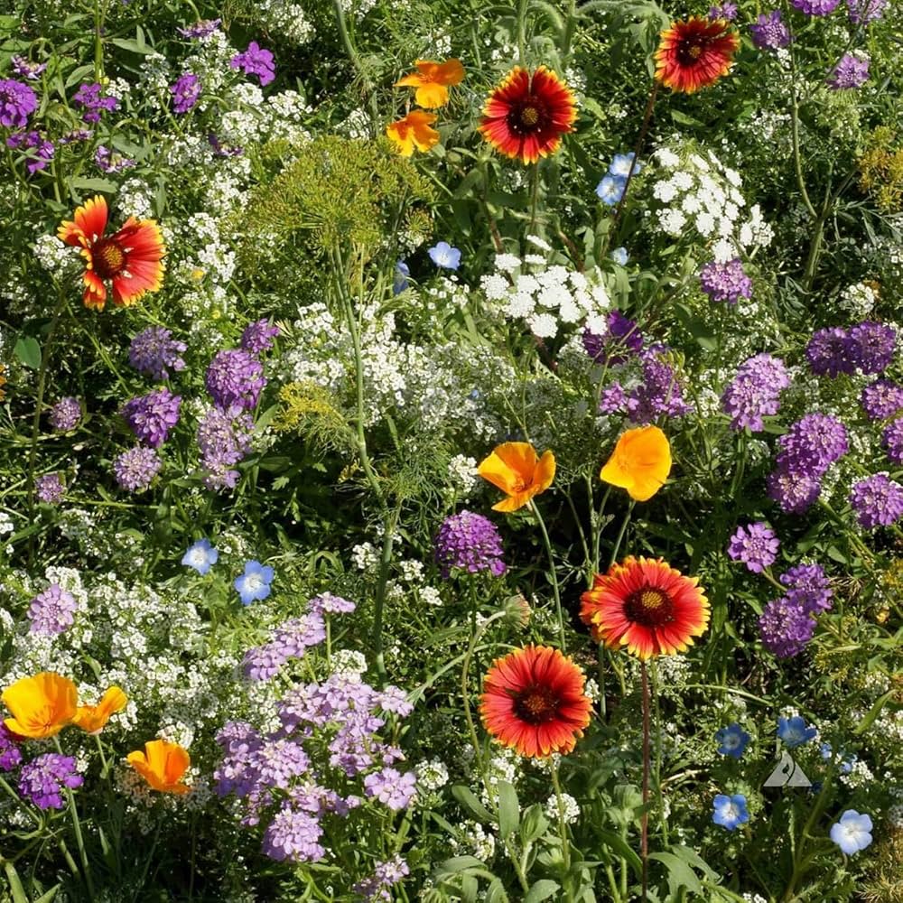 wild mix flower seeds