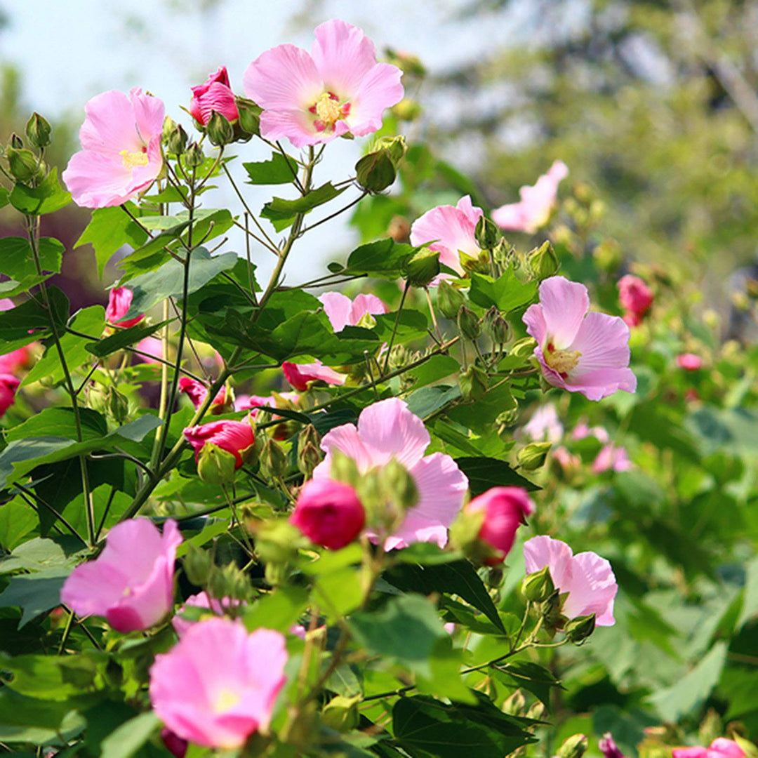 hibiscus bonsai flower seeds