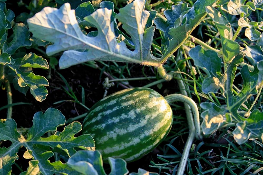 melone chayka flower seeds