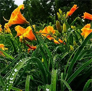 fresh rare flower seeds