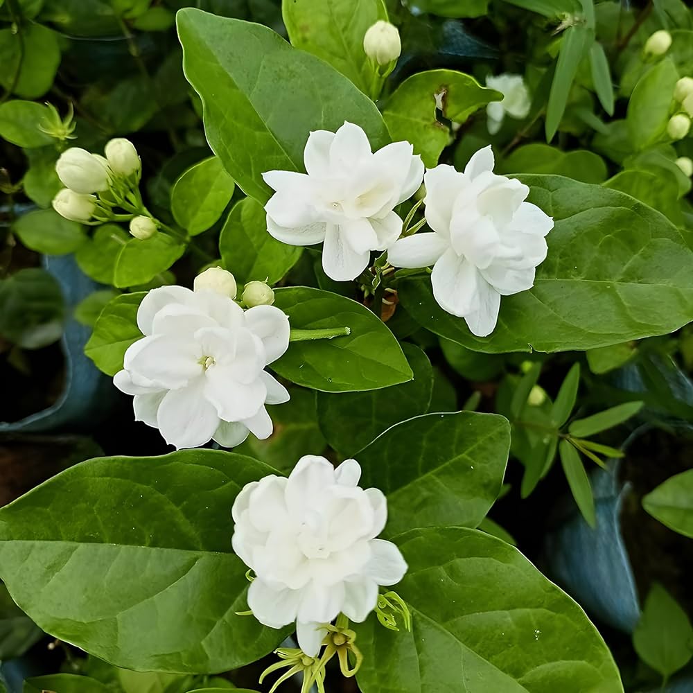 jasmine jasminum flower seeds