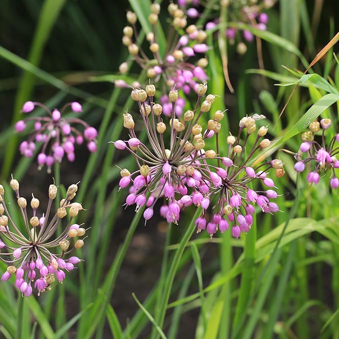 pink heirloom flower seeds