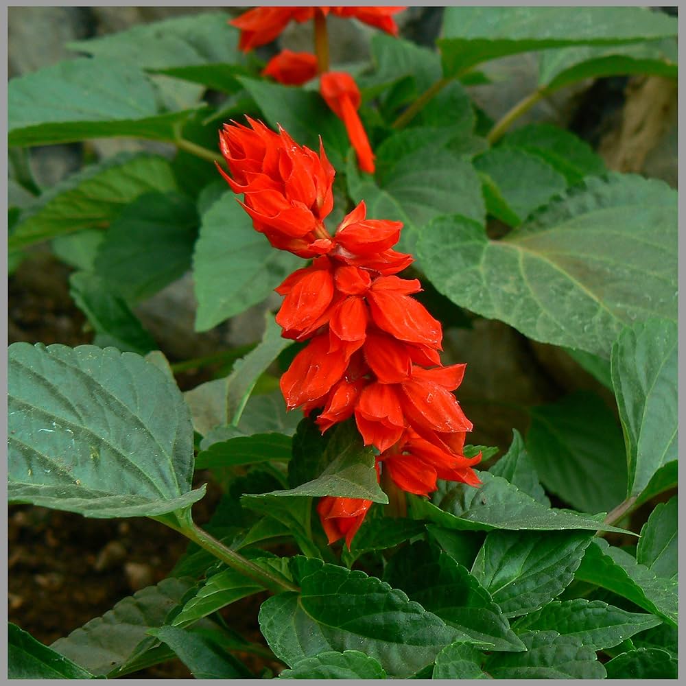 red salvia flower seeds