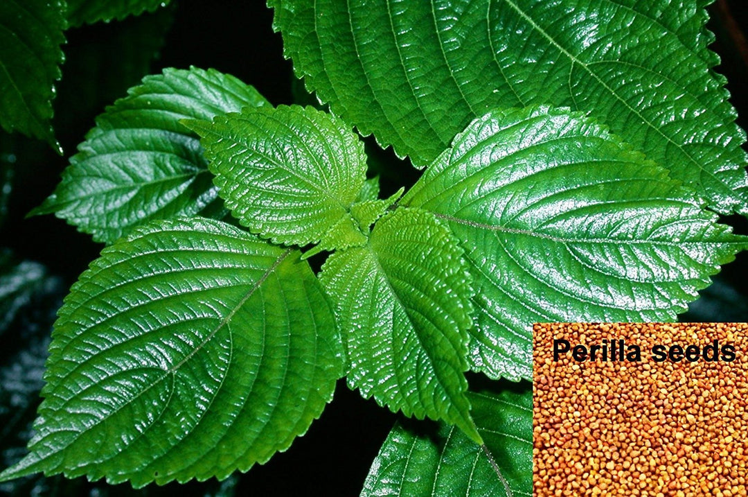 perillafrutescensheirloomnongmo flower seeds