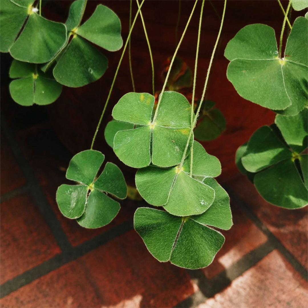 Four Leaf herb seeds