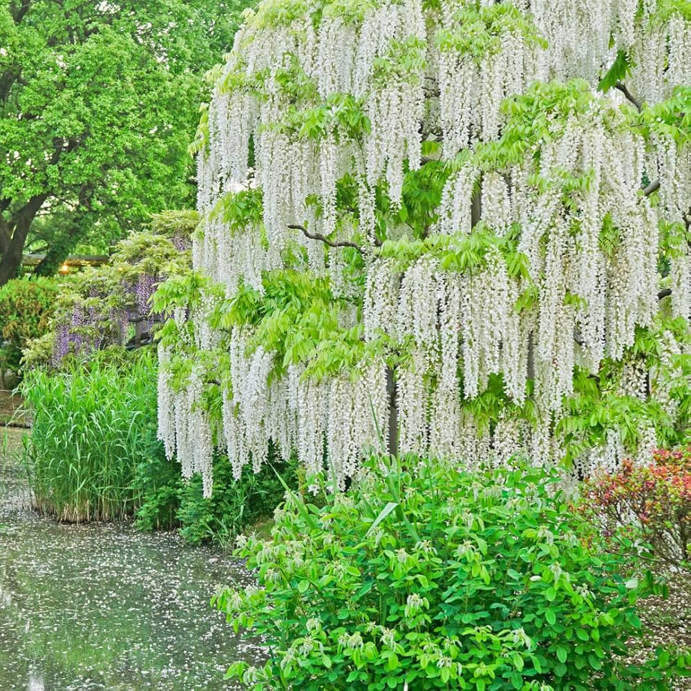 wisteria bonsai flower seeds