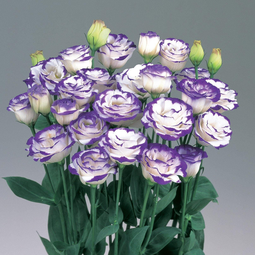Violet White Eustoma Flower Seeds – Heirloom, Non-GMO, High Germination Seeds