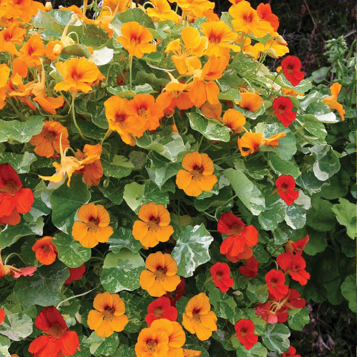 Nasturtium Flower Seeds for Planting