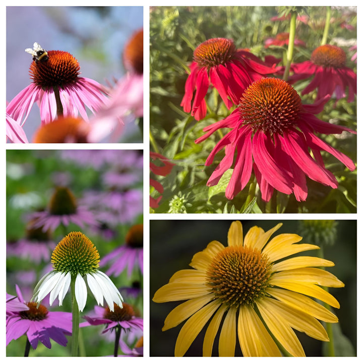Mixed Echinacea Flower Seeds – Heirloom, Non-GMO, High Germination Seeds