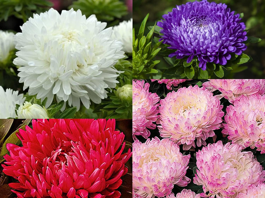 Mixed Peony Flower Seeds – Heirloom, Non-GMO, High Germination Seeds