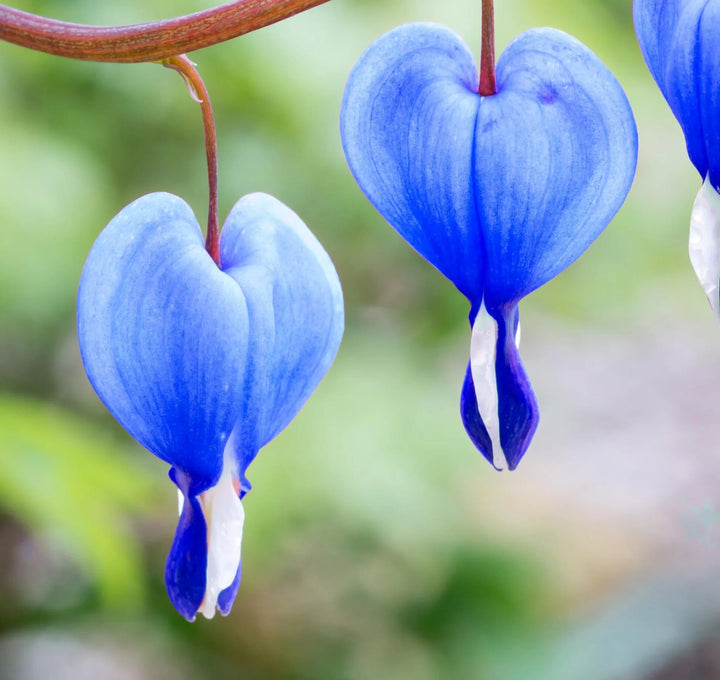 Blue Lamprocapnos Flower Seeds – Heirloom, Non-GMO, High Germination Seeds