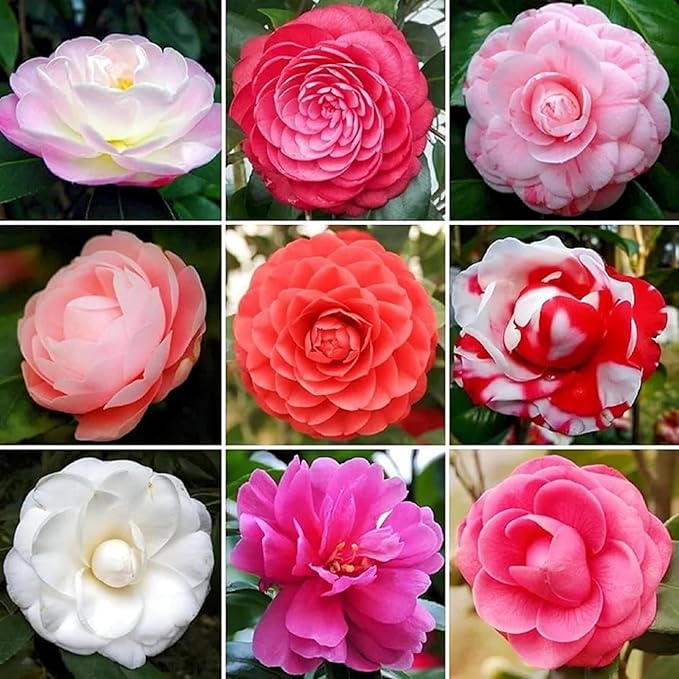 rainbow camellia flower seeds