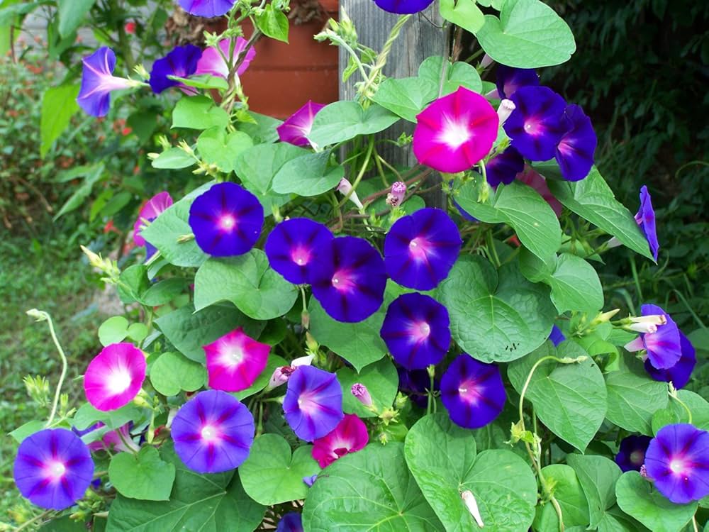 Italian Morning Glory Seeds for Planting