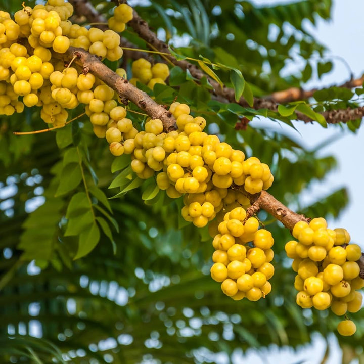 Yellow Phyllanthus Seeds Yellow Heirloom Non-GMO High Germination Organic Garden Seeds for Planting