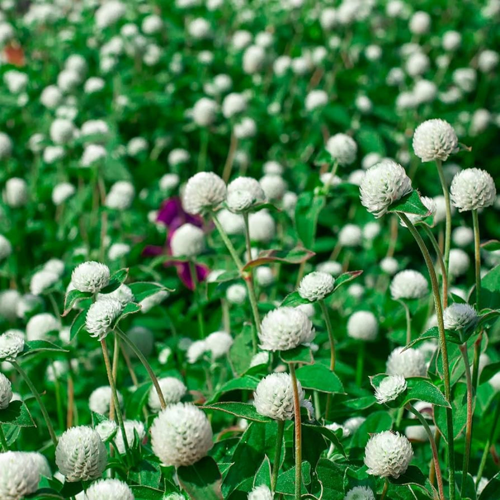 white gomphrena flower seeds