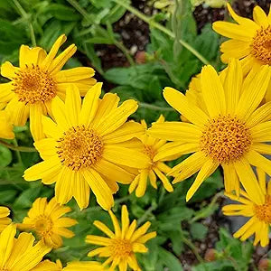 arnica herb flower seeds