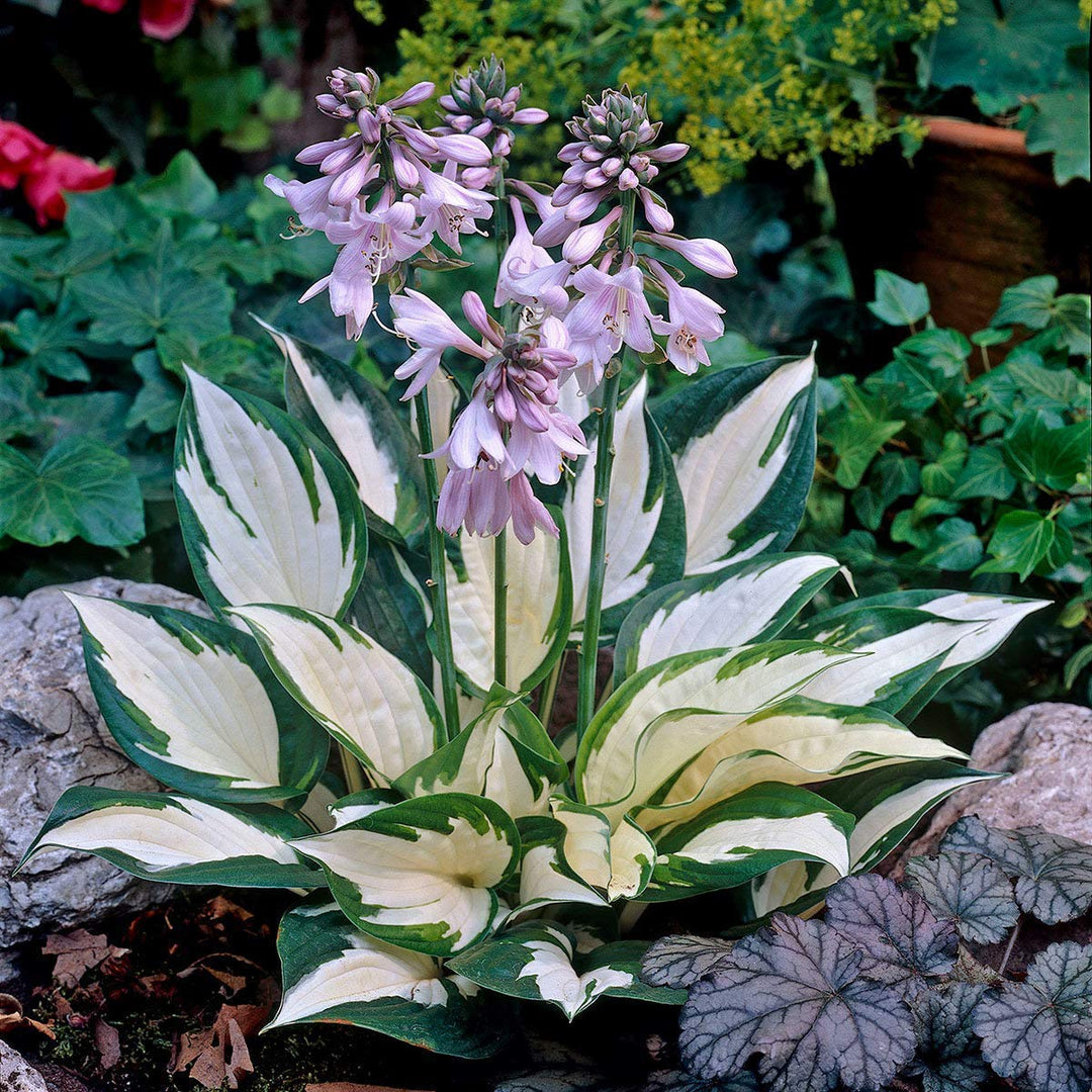 hosta hosta spp flower