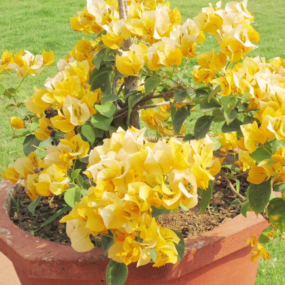 bougainvillea bougainvillea flower seeds