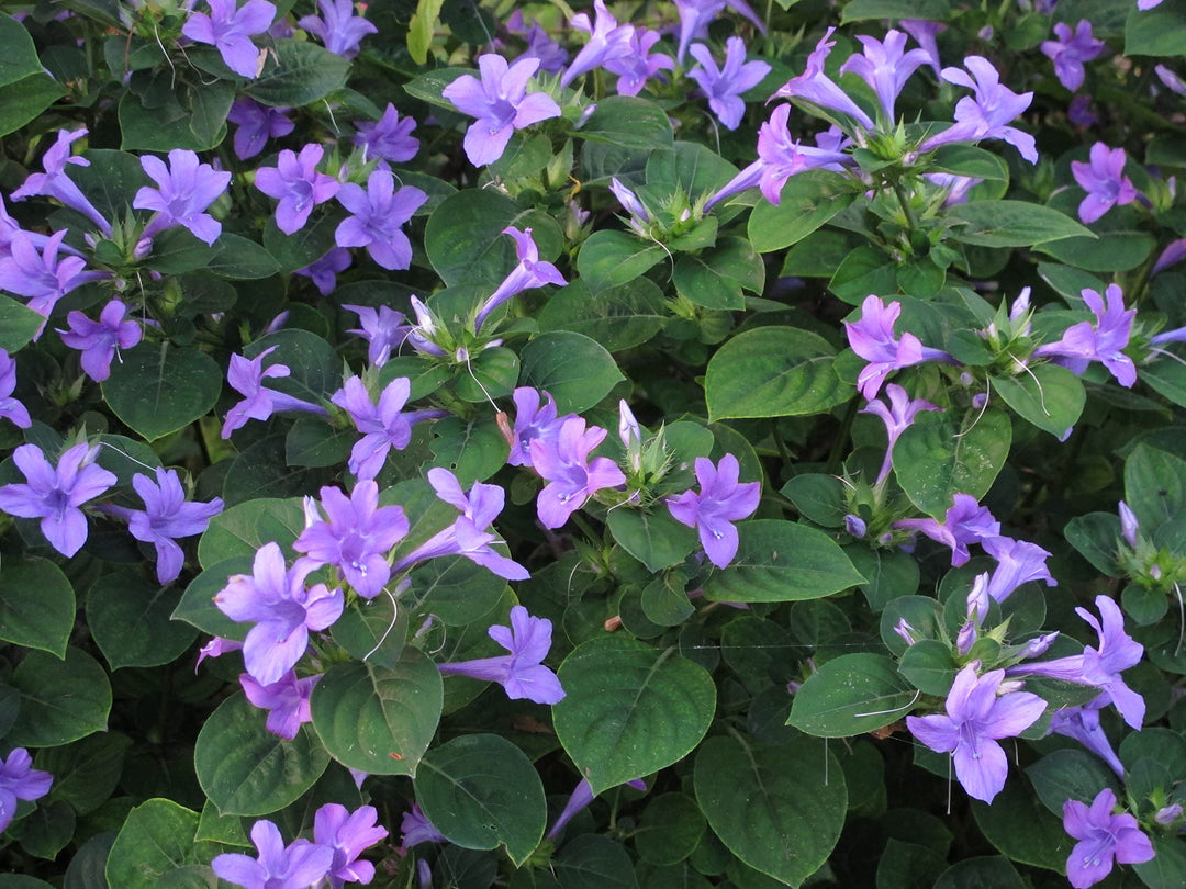 Purple Loropetalum Flower Seeds – Heirloom, Non-GMO, High Germination Organic Garden Seeds for Planting Seeds for Planting