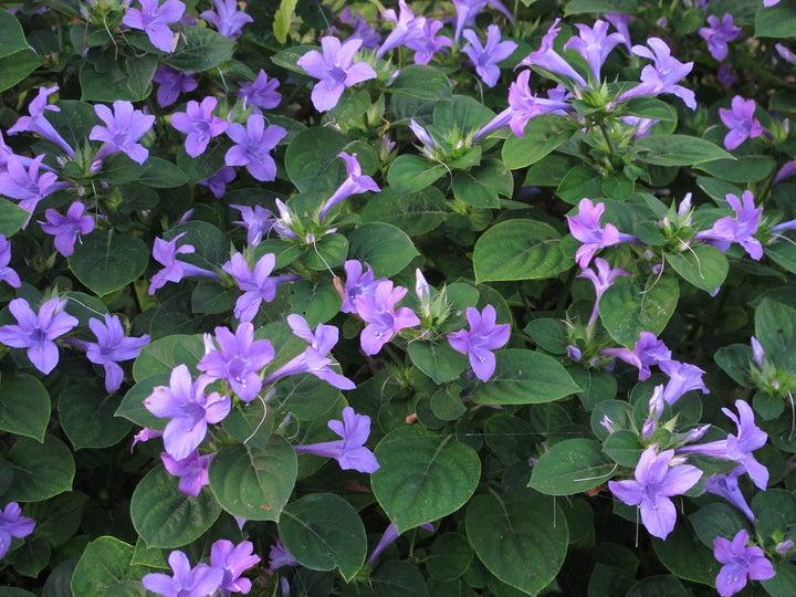 Purple Loropetalum Flower Seeds – Heirloom, Non-GMO, High Germination Organic Garden Seeds for Planting Seeds for Planting