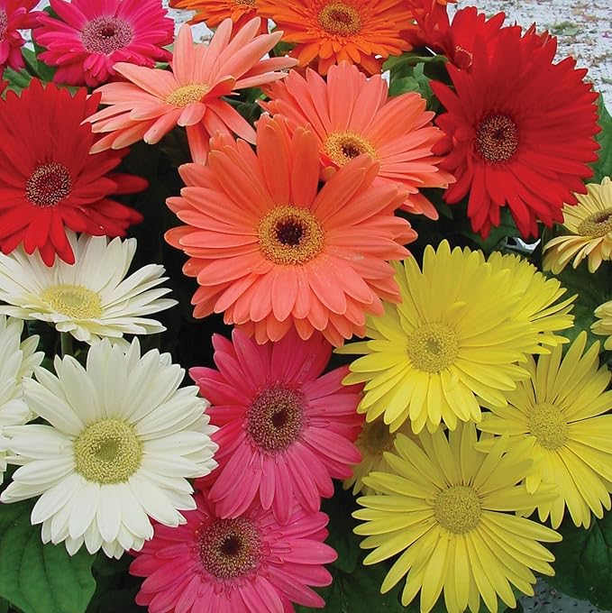 gerbera daisy flower seeds