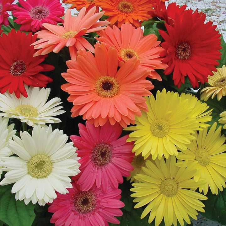 Mixed Daisy Gerbera Flower Seeds – Heirloom, Non-GMO, High Germination Seeds