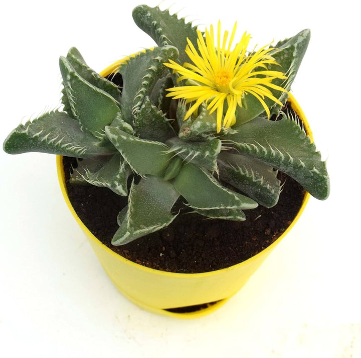 Faucaria tigrina Flower Seeds Yellow – Heirloom Non-GMO High Germination Seeds