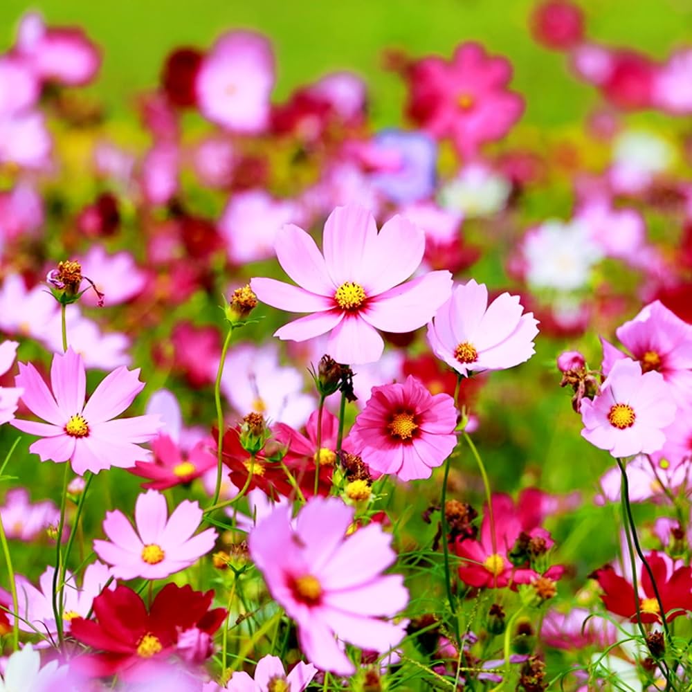cosmos picotee flower seeds