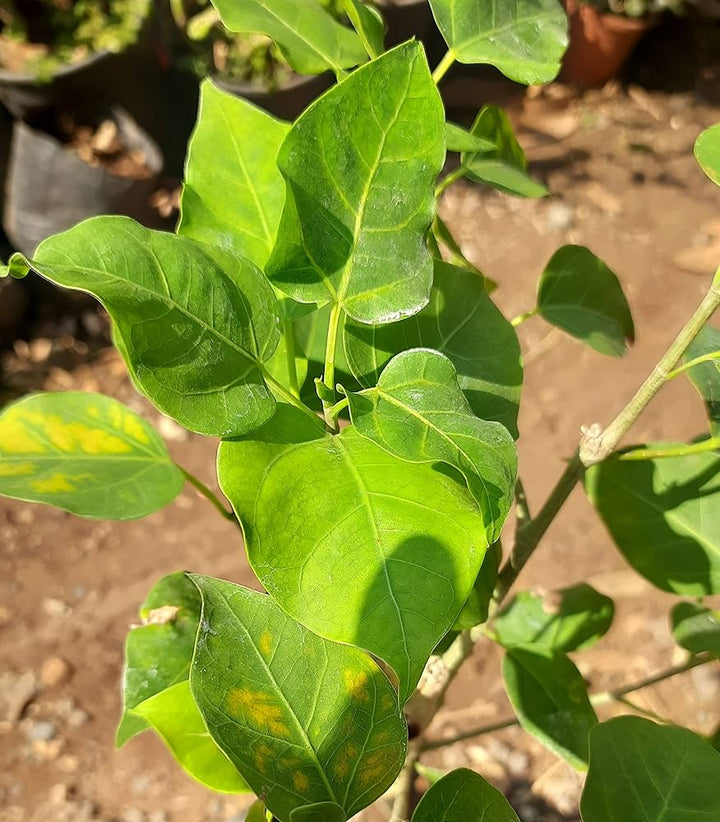 Green Ficus Rumphii Flowers Seeds – Heirloom, Non-GMO, High Germination Seeds